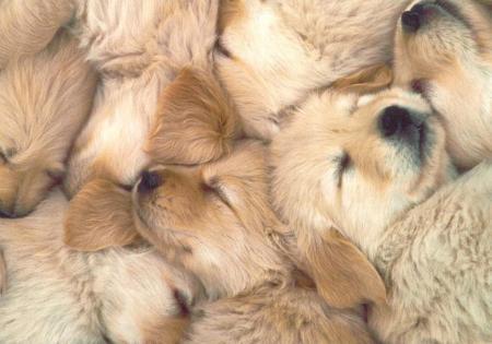 chiots